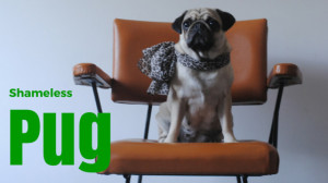 A shameless pug