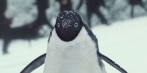 John Lewis - Monty the Penguin